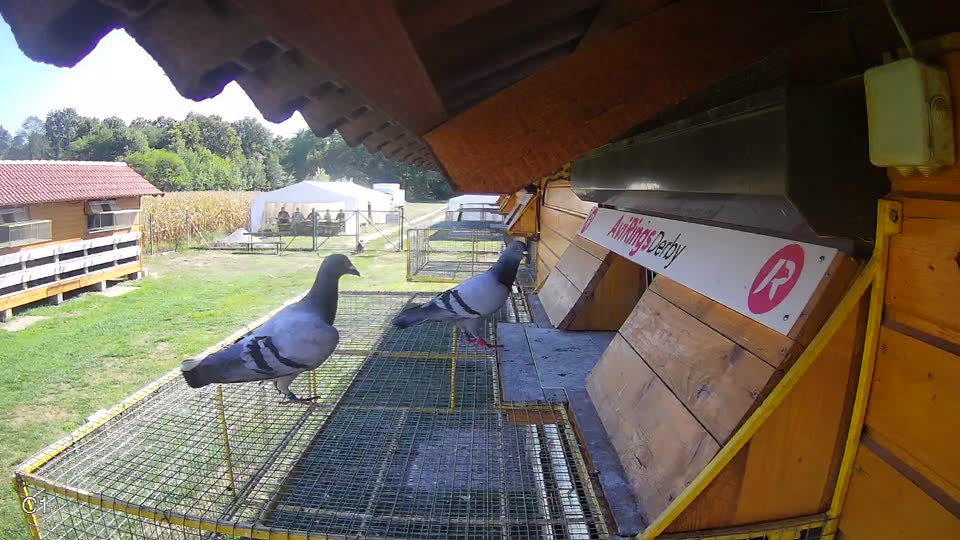 Pigeon Arrival Image For Race Final Race 1/3