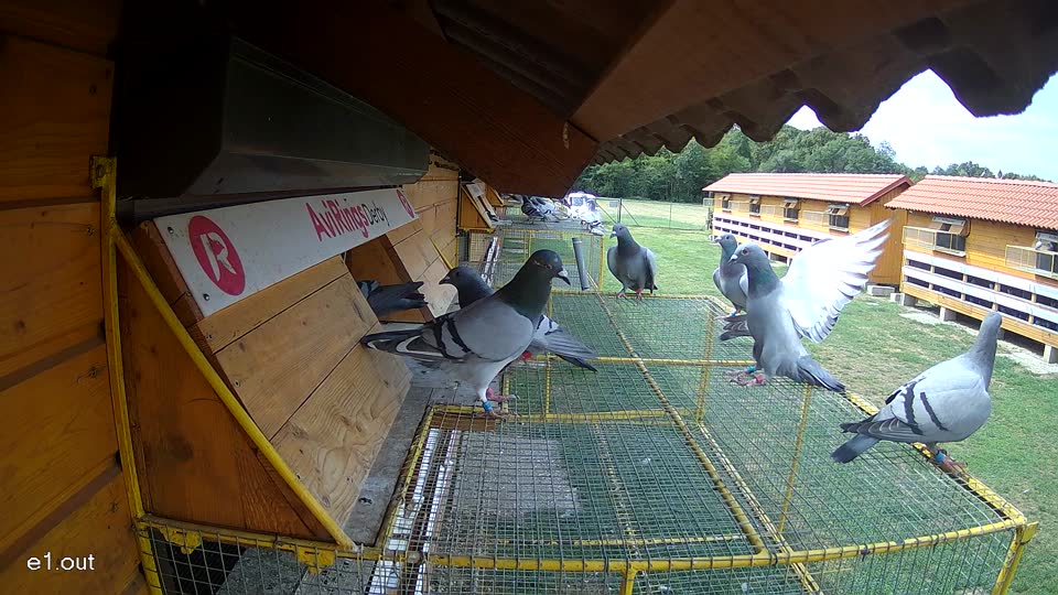 Pigeon Arrival Image For Race Race 4