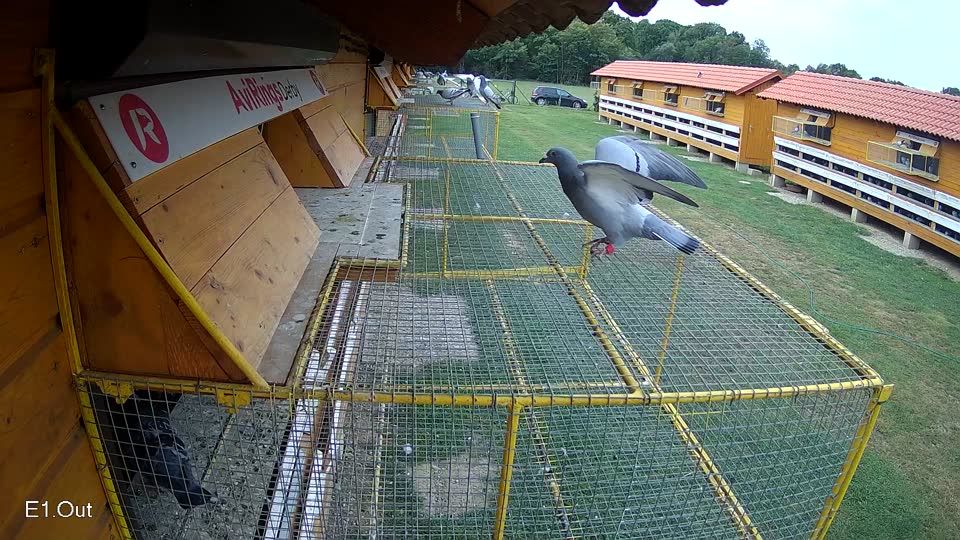 Pigeon Arrival Image For Race Race 3
