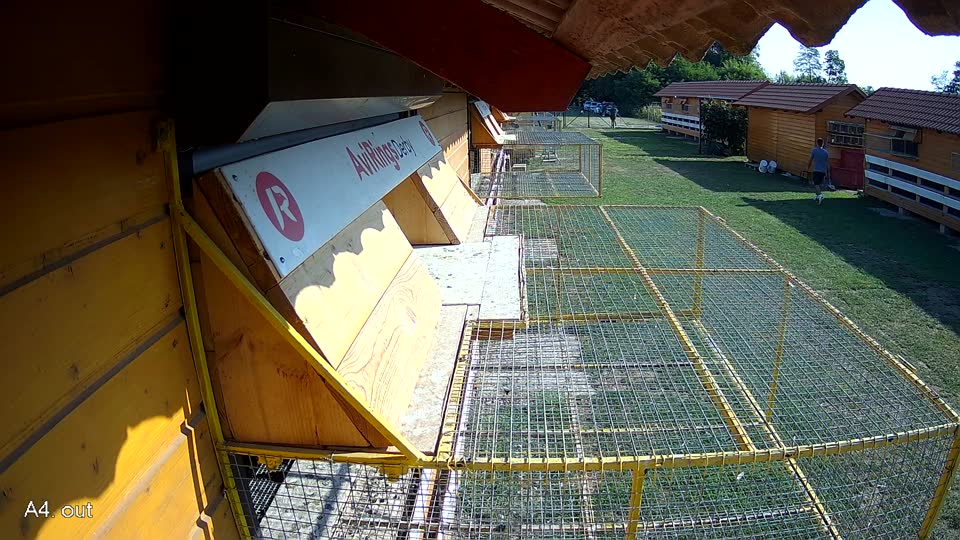 Pigeon Arrival Image For Race Race 1