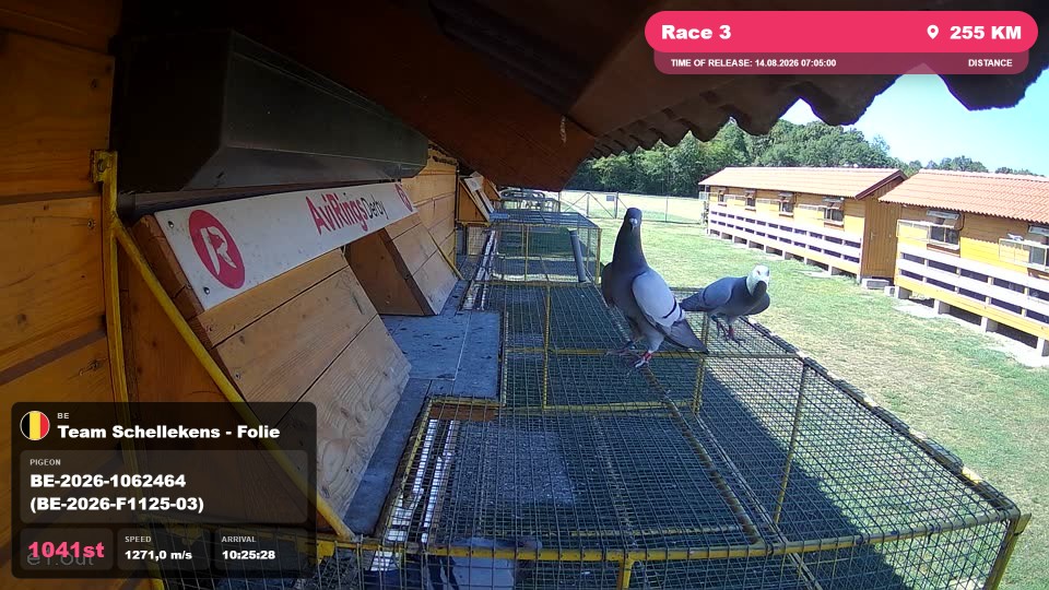 Pigeon Arrival Image For Race Race 3