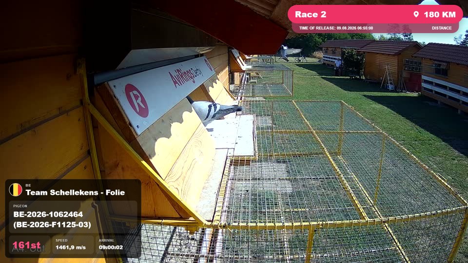 Pigeon Arrival Image For Race Race 2