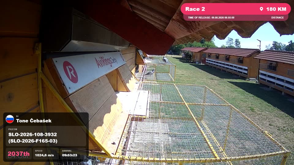 Pigeon Arrival Image For Race Race 2
