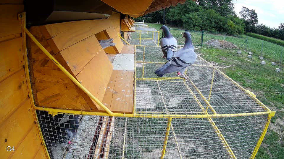 Pigeon Arrival Image For Race Race 3