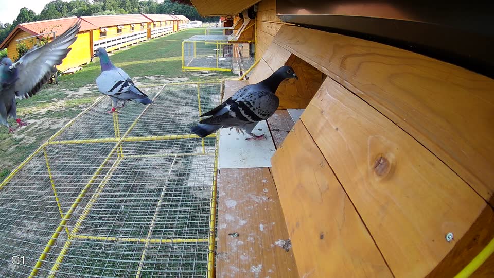 Pigeon Arrival Image For Race Race 4