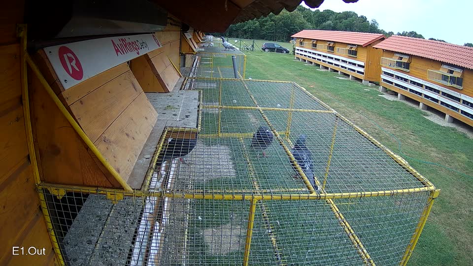 Pigeon Arrival Image For Race Race 3