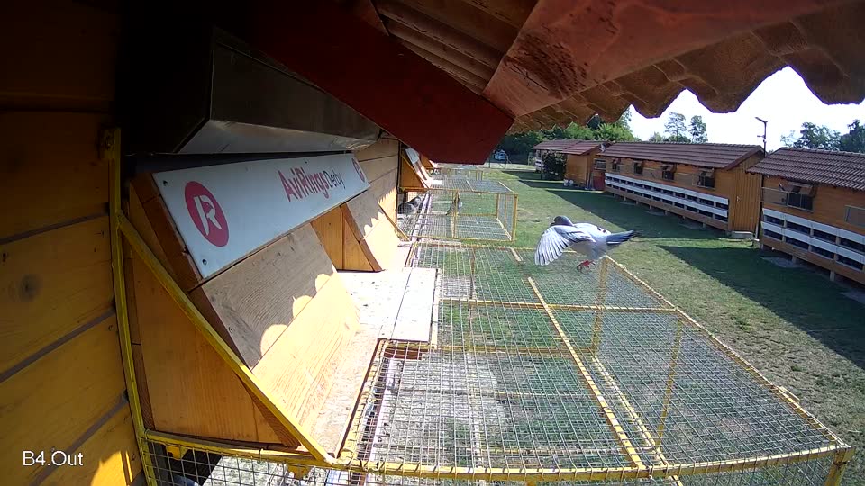 Pigeon Arrival Image For Race Race 1