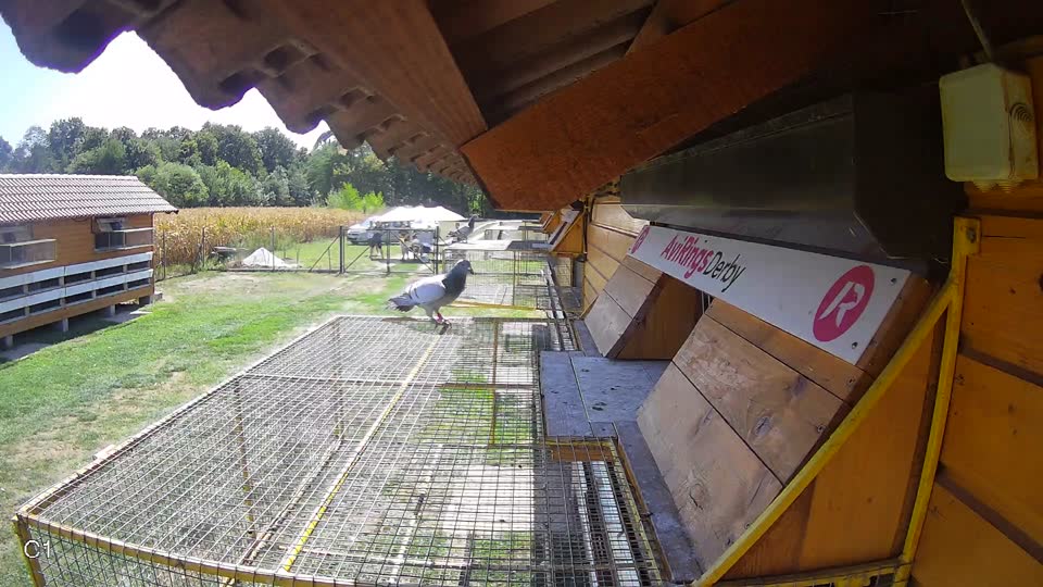 Pigeon Arrival Image For Race Race 5