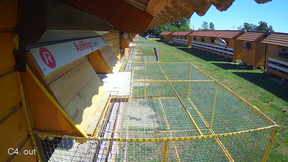 Pigeon Arrival Image For Race Race 3