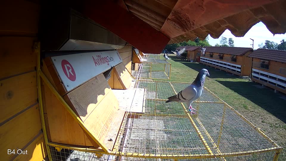 Pigeon Arrival Image For Race Race 2