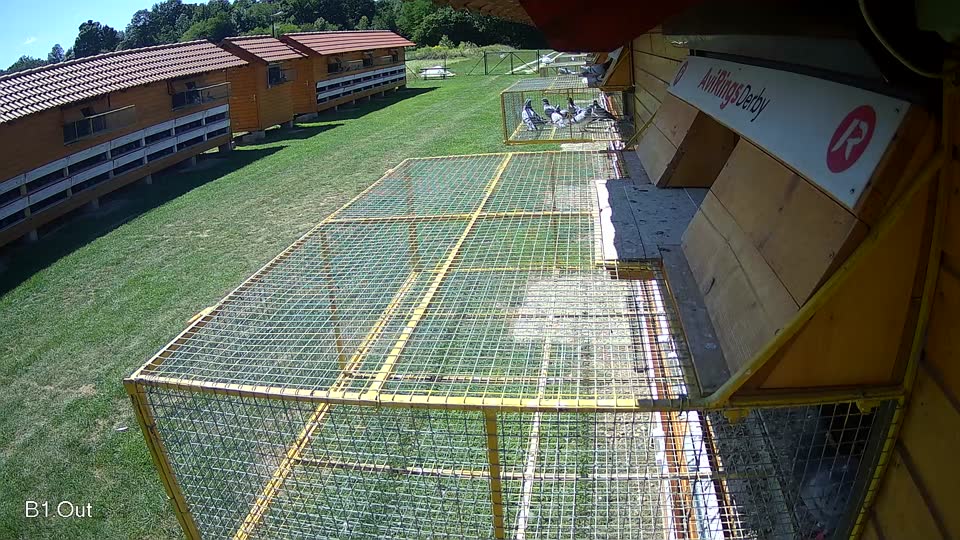 Pigeon Arrival Image For Race Race 2