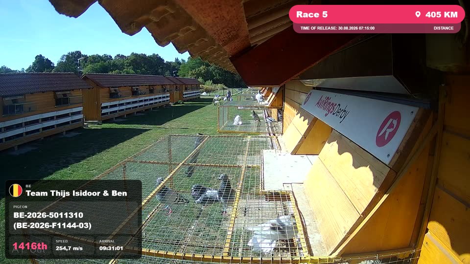 Pigeon Arrival Image For Race Race 5