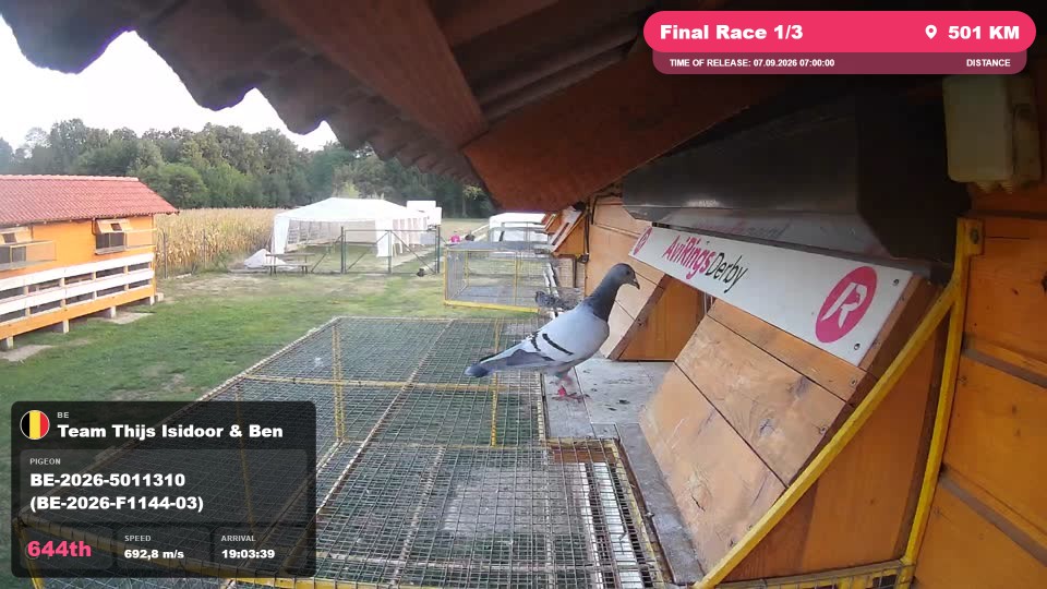 Pigeon Arrival Image For Race Final Race 1/3