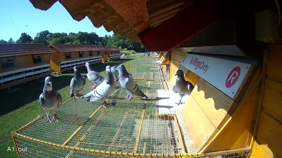 Pigeon Arrival Image For Race Race 2