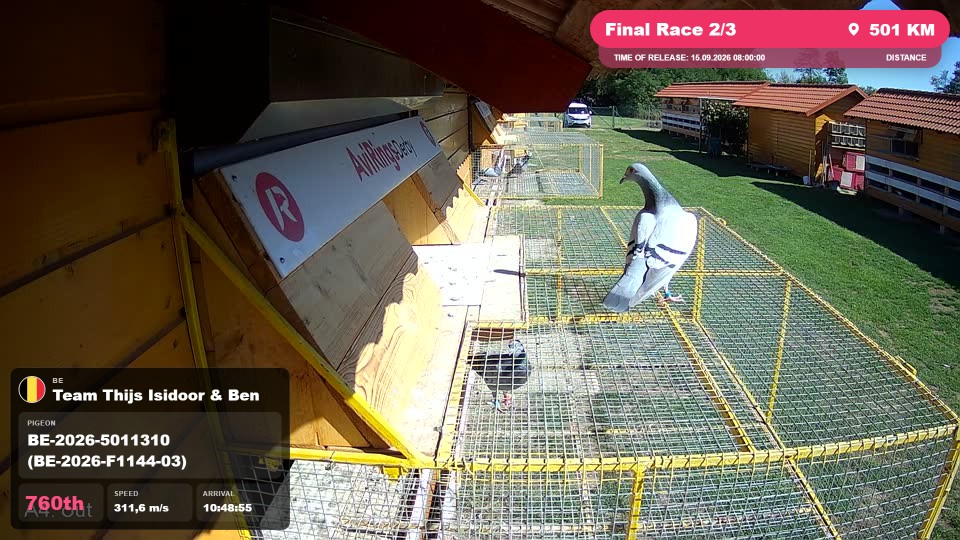 Pigeon Arrival Image For Race Final Race 2/3