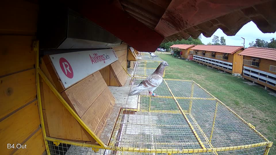 Pigeon Arrival Image For Race Race 4