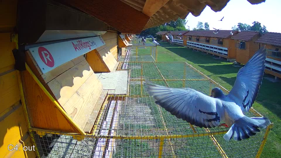 Pigeon Arrival Image For Race Race 1