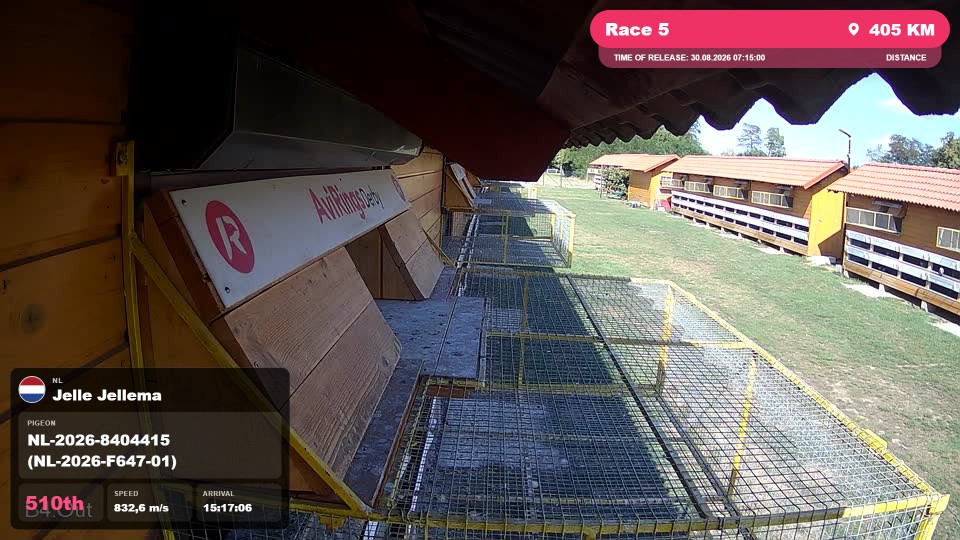 Pigeon Arrival Image For Race Race 5