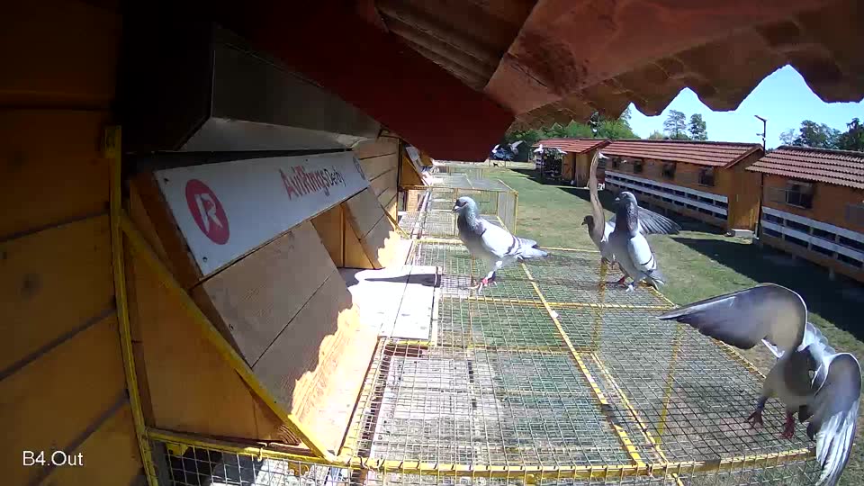 Pigeon Arrival Image For Race Race 3
