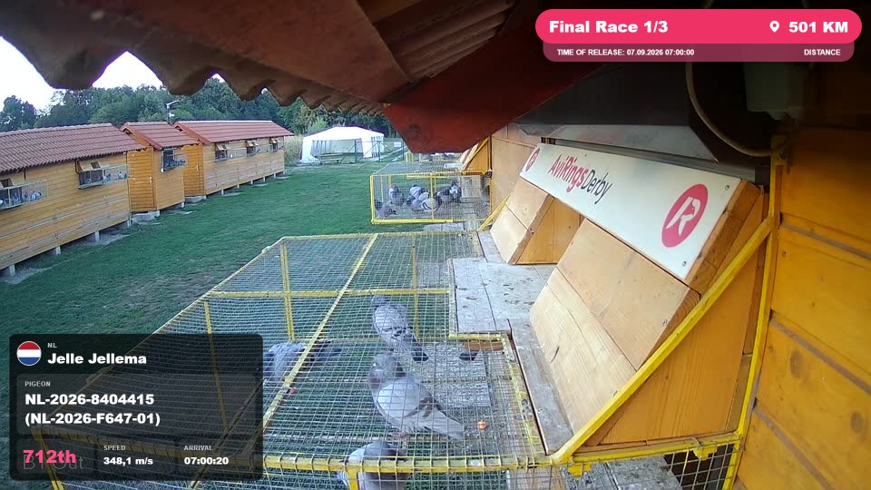 Pigeon Arrival Image For Race Final Race 1/3