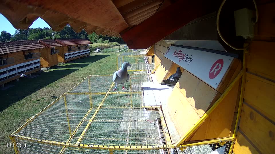 Pigeon Arrival Image For Race Race 2