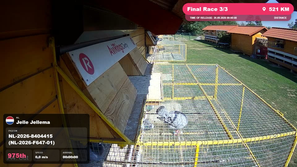 Pigeon Arrival Image For Race Final Race 3/3