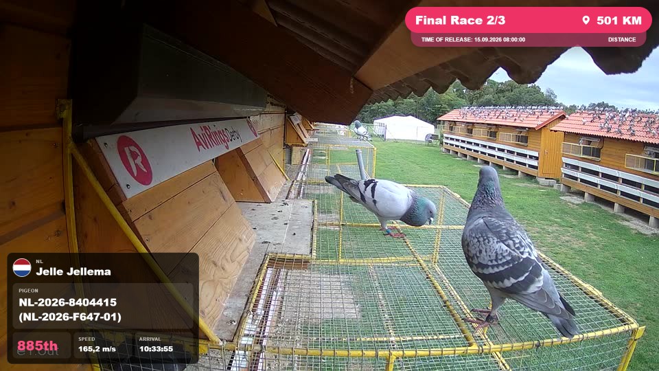 Pigeon Arrival Image For Race Final Race 2/3