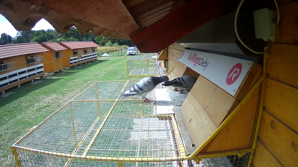 Pigeon Arrival Image For Race Race 4
