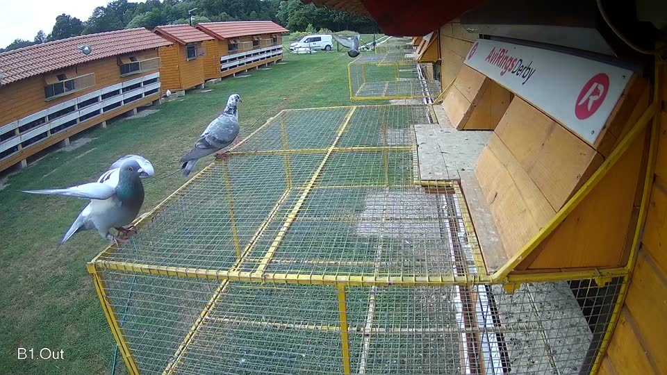 Pigeon Arrival Image For Race Race 3