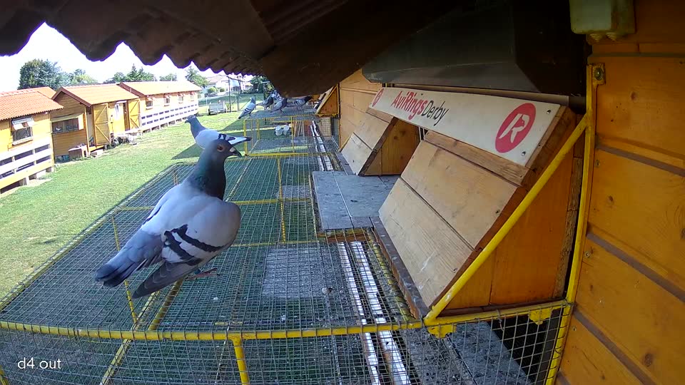 Pigeon Arrival Image For Race Race 1