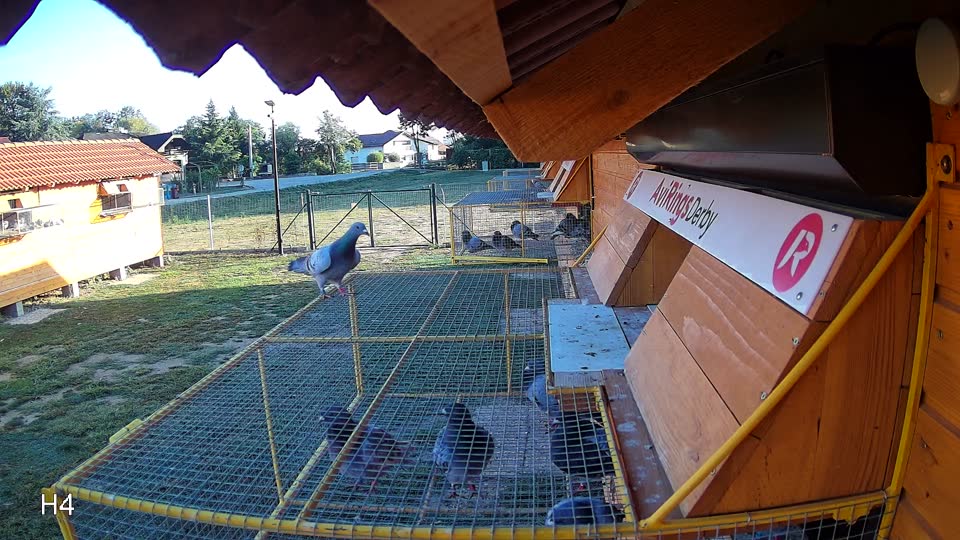 Pigeon Arrival Image For Race Race 5