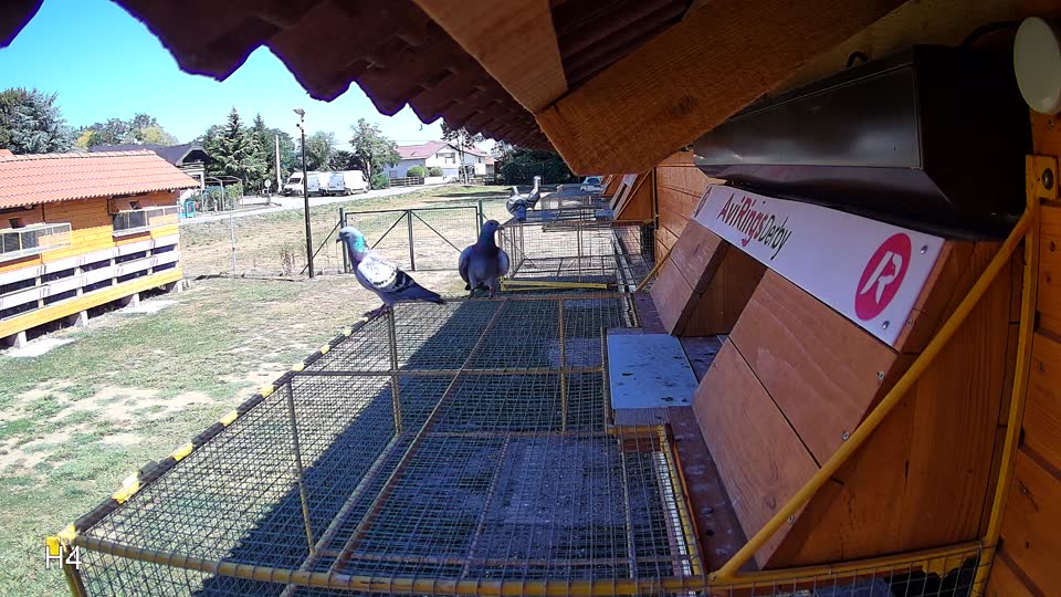 Pigeon Arrival Image For Race Race 3