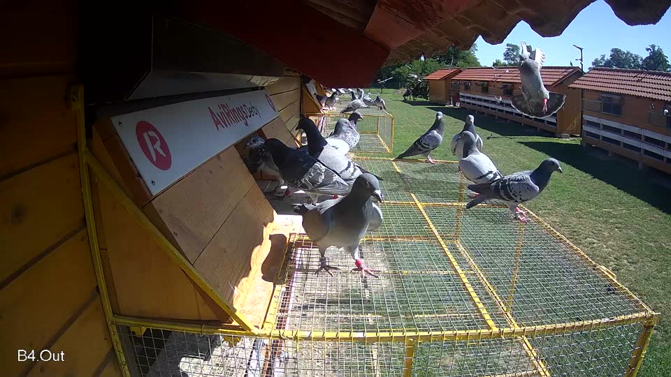 Pigeon Arrival Image For Race Race 2
