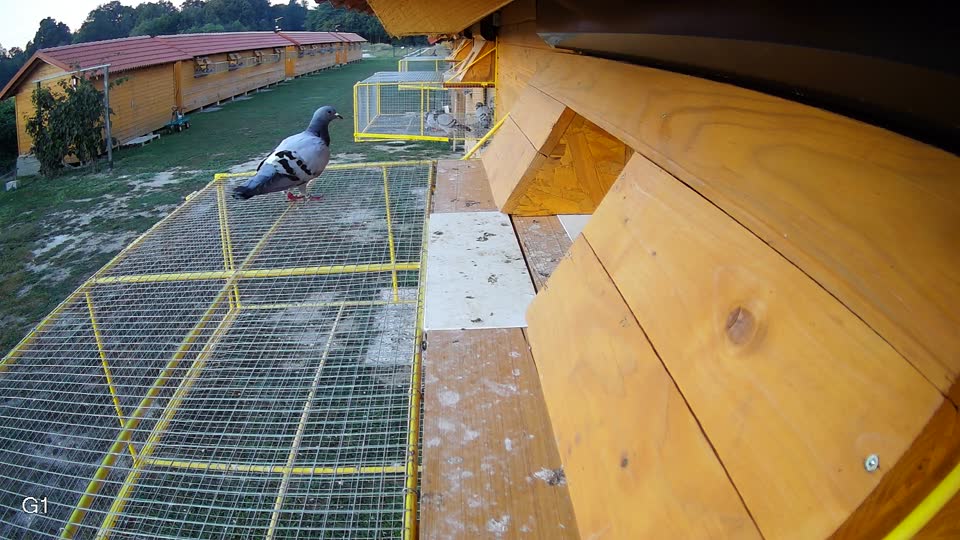 Pigeon Arrival Image For Race Race 5