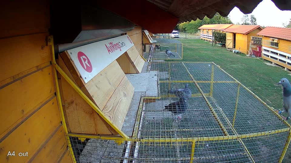Pigeon Arrival Image For Race Race 5