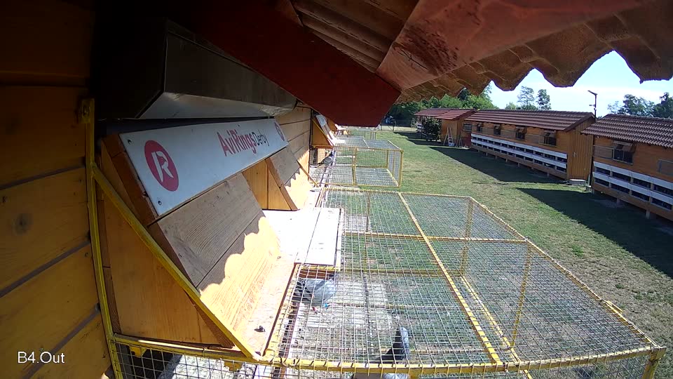 Pigeon Arrival Image For Race Race 2