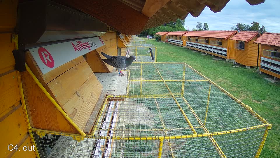 Pigeon Arrival Image For Race Race 4