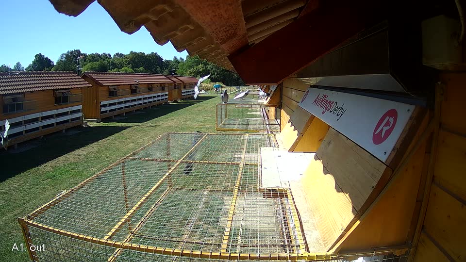 Pigeon Arrival Image For Race Race 3