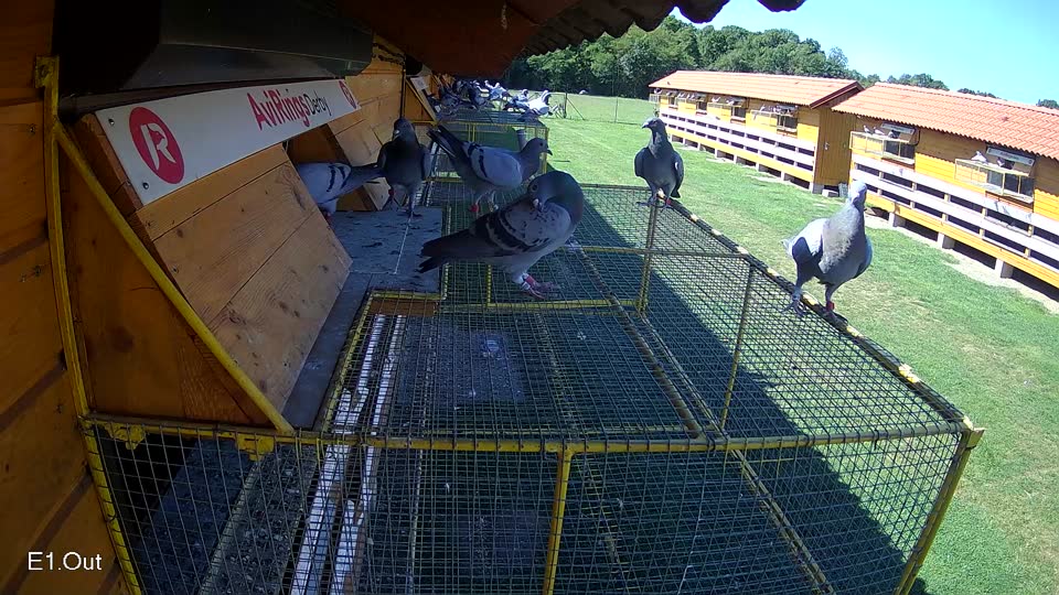 Pigeon Arrival Image For Race Race 2