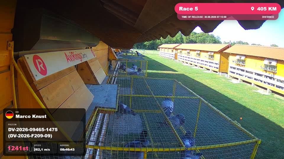 Pigeon Arrival Image For Race Race 5
