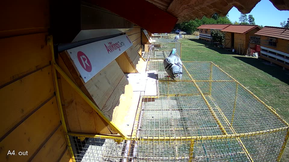Pigeon Arrival Image For Race Race 3