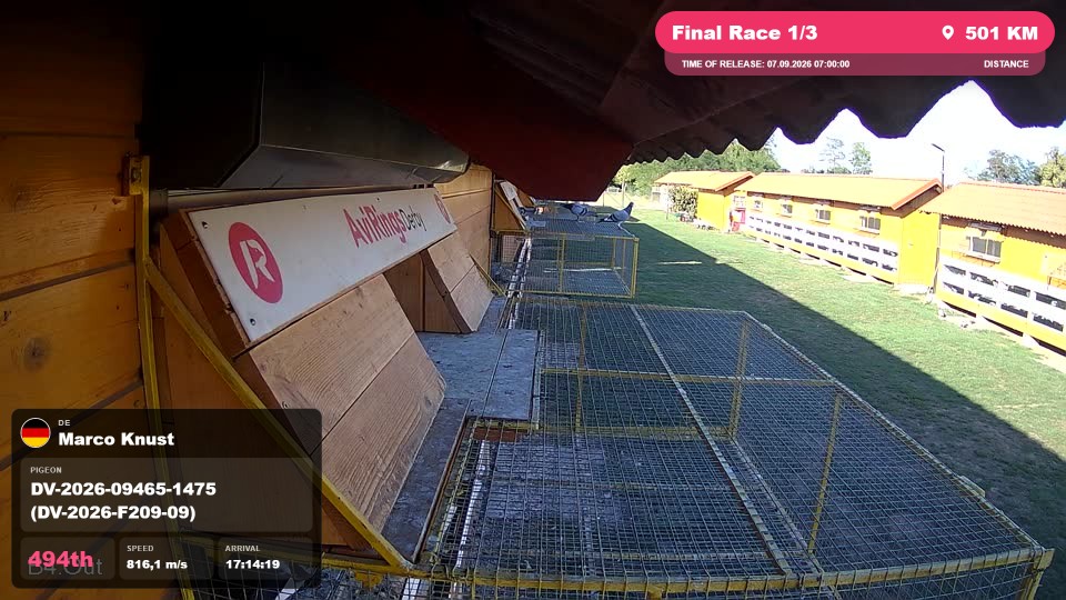 Pigeon Arrival Image For Race Final Race 1/3