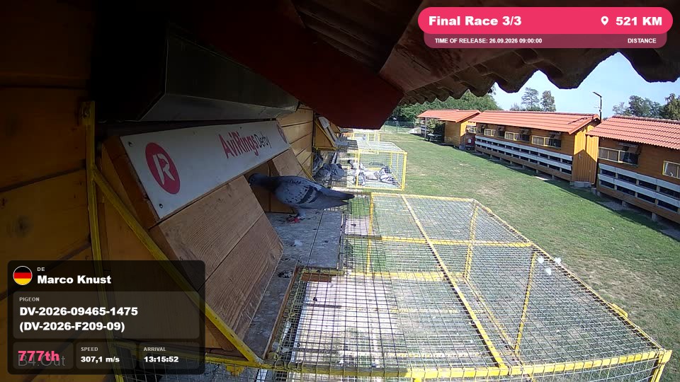 Pigeon Arrival Image For Race Final Race 3/3