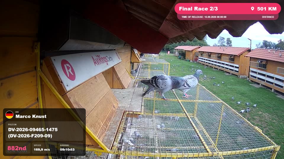 Pigeon Arrival Image For Race Final Race 2/3