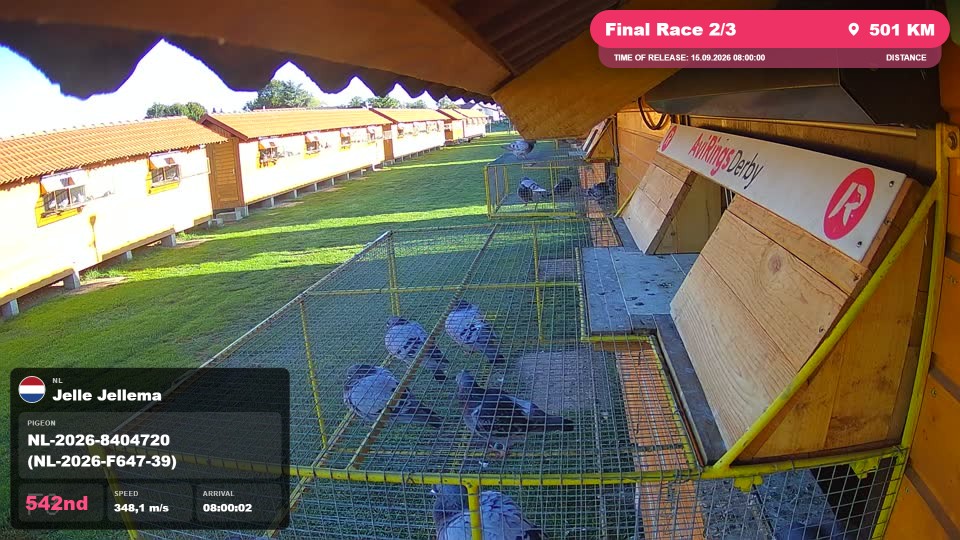 Pigeon Arrival Image For Race Final Race 2/3