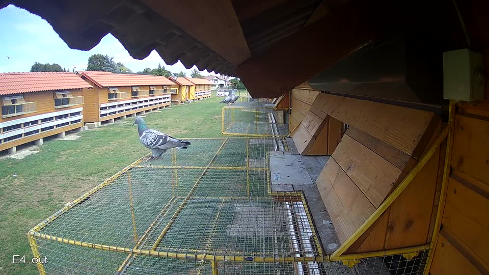 Pigeon Arrival Image For Race Race 4