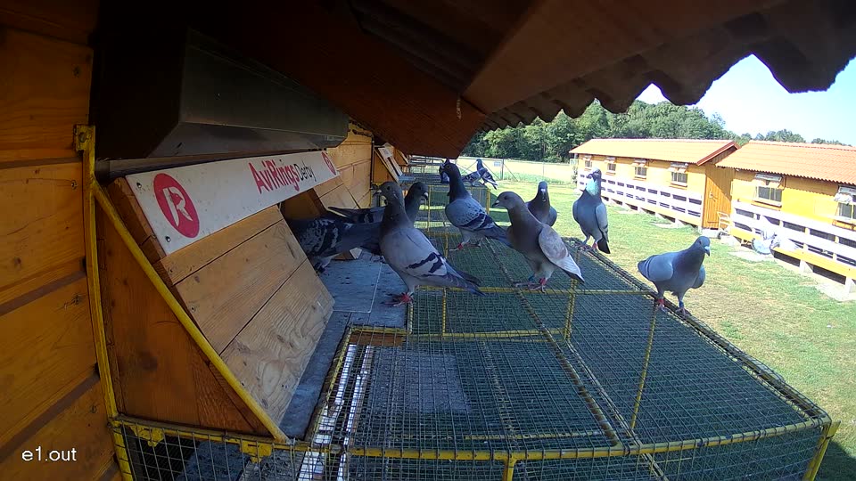 Pigeon Arrival Image For Race Race 2