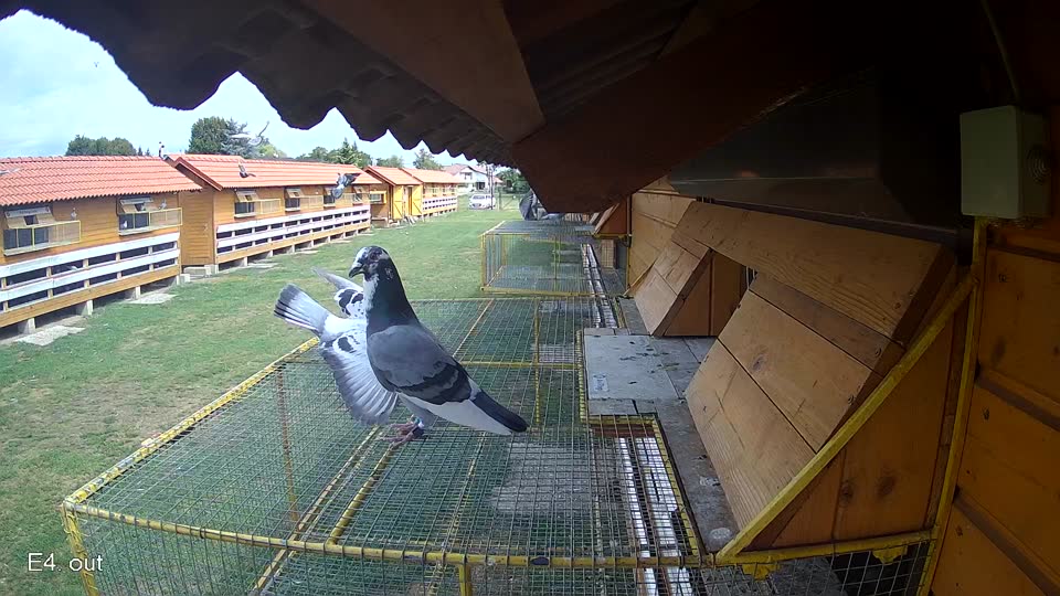 Pigeon Arrival Image For Race Race 4