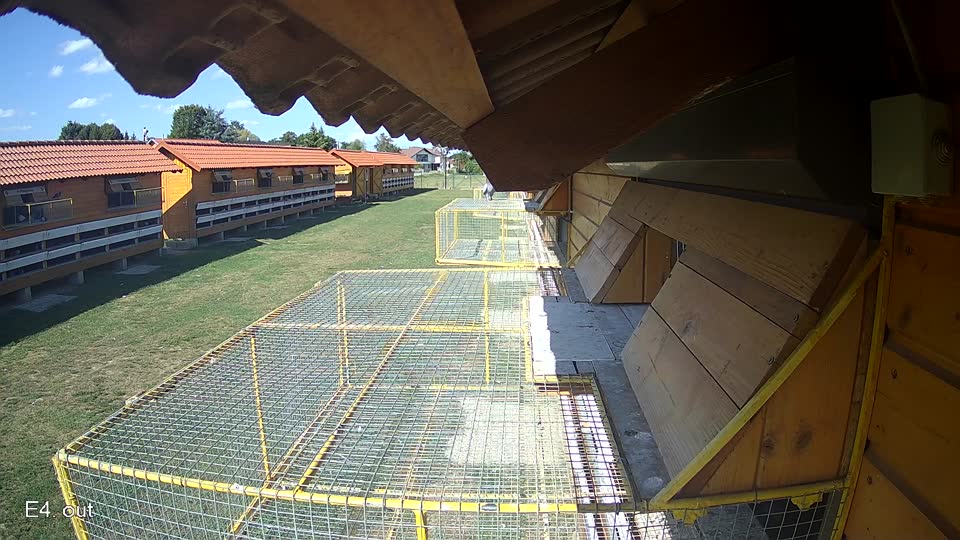 Pigeon Arrival Image For Race Race 5