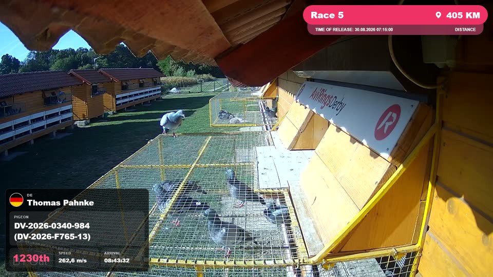 Pigeon Arrival Image For Race Race 5